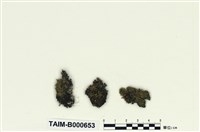 藏品(澤苔屬)的圖片